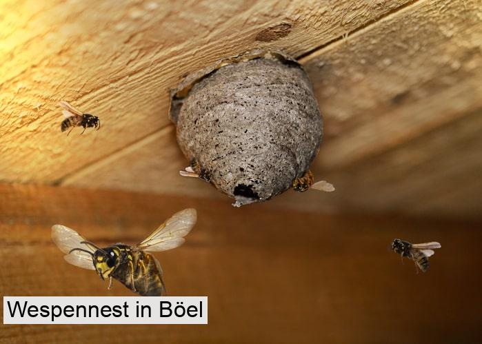 Wespennest in Böel